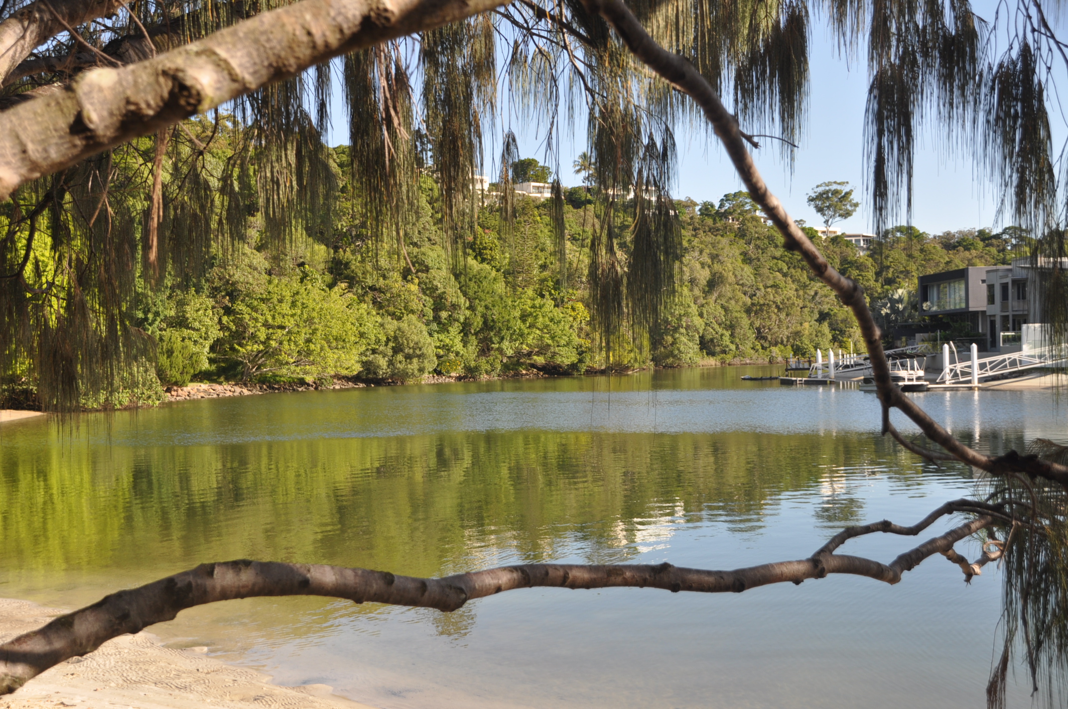 trees on water