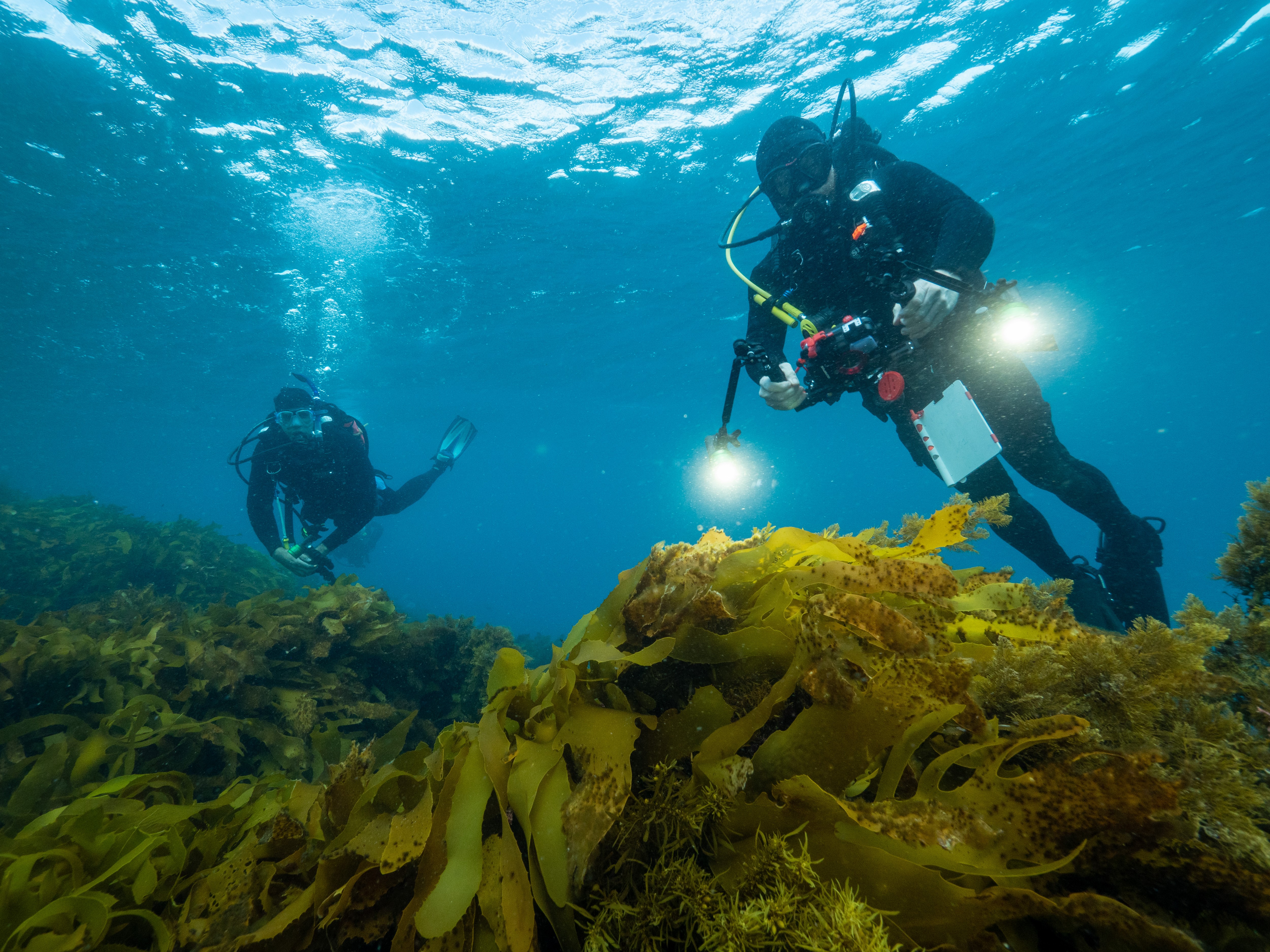 Divers inspecting golden kelp