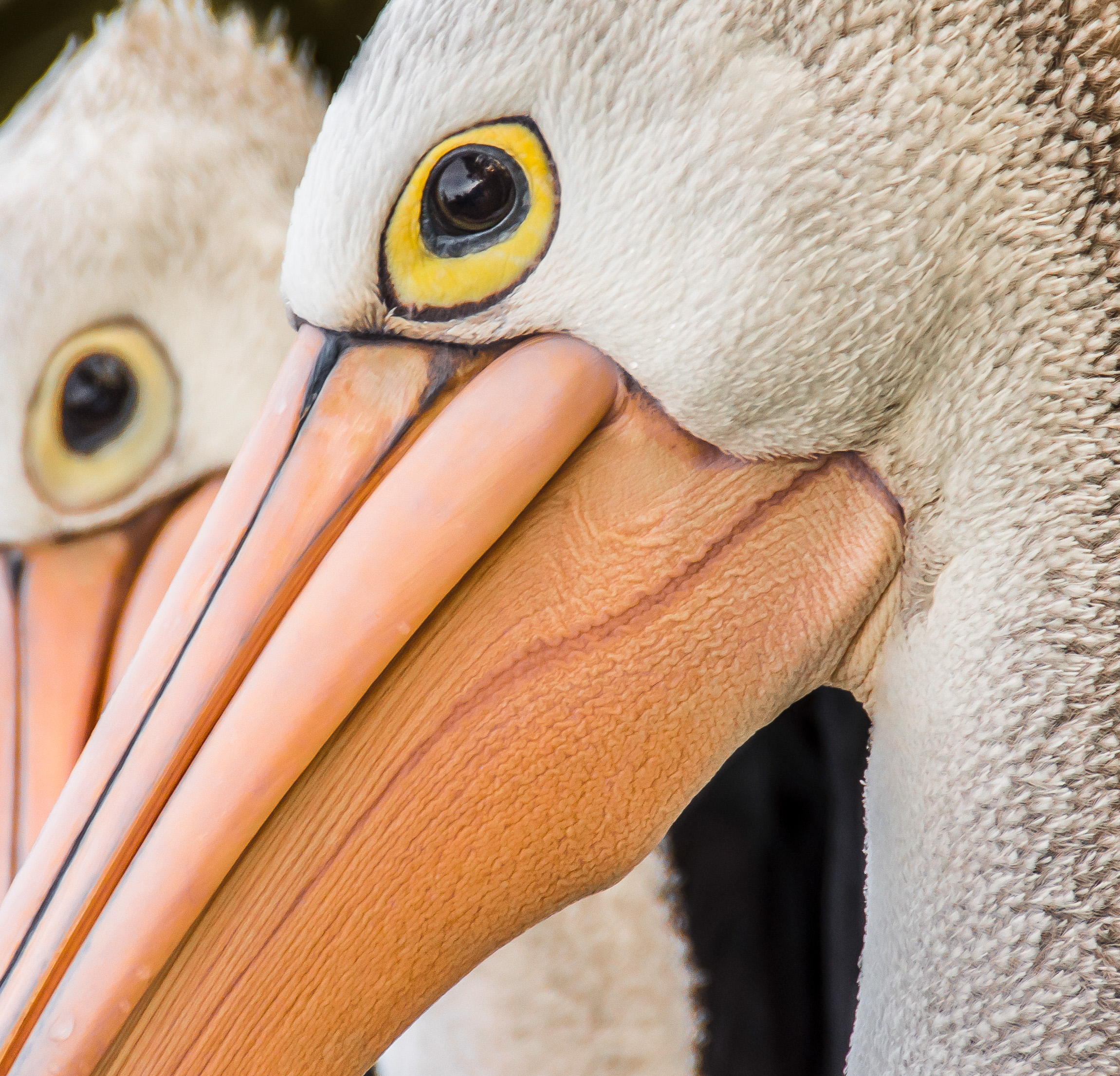 Australian Pelicans