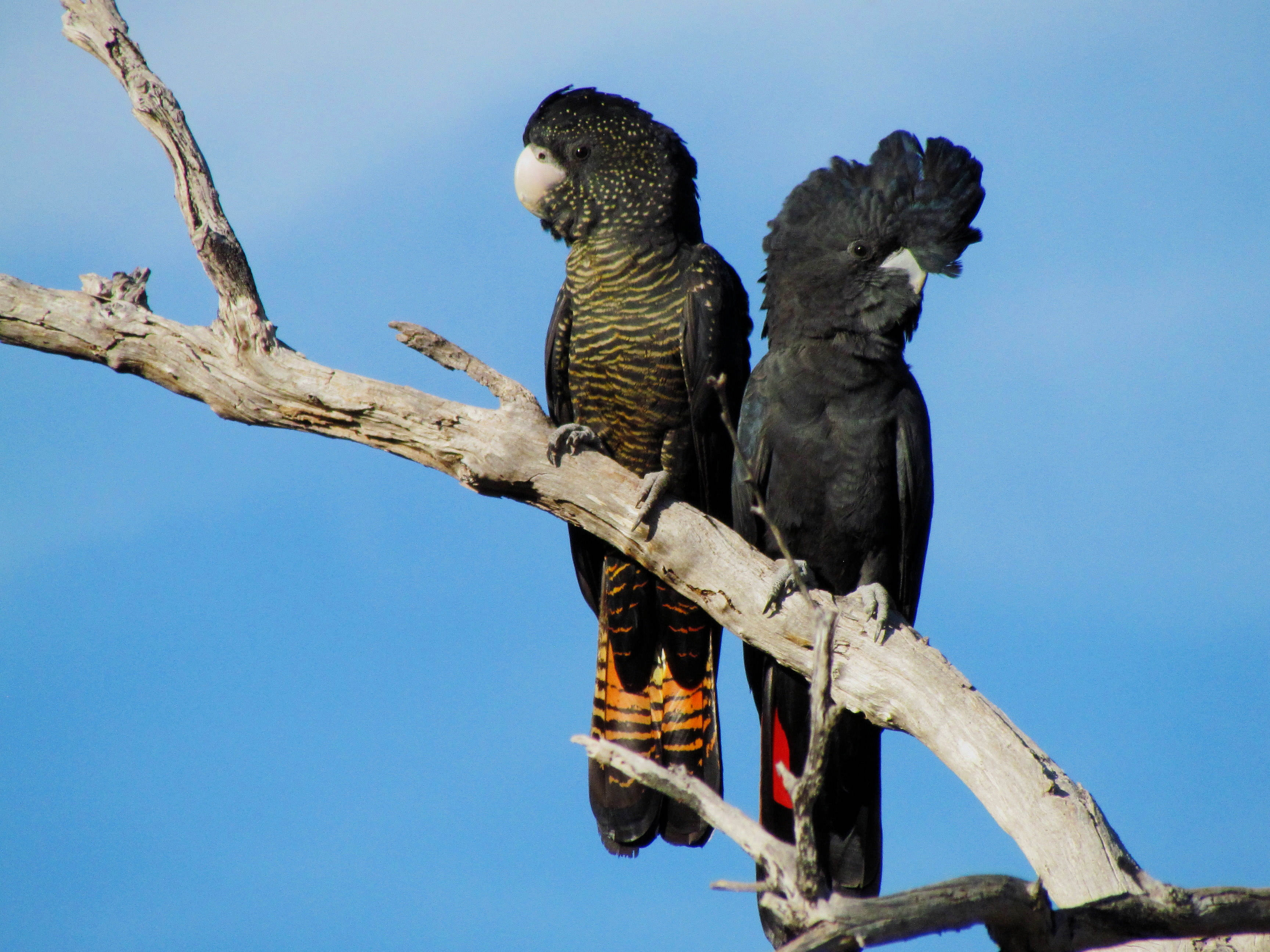 Forest Red-tailed Black Cockatoos