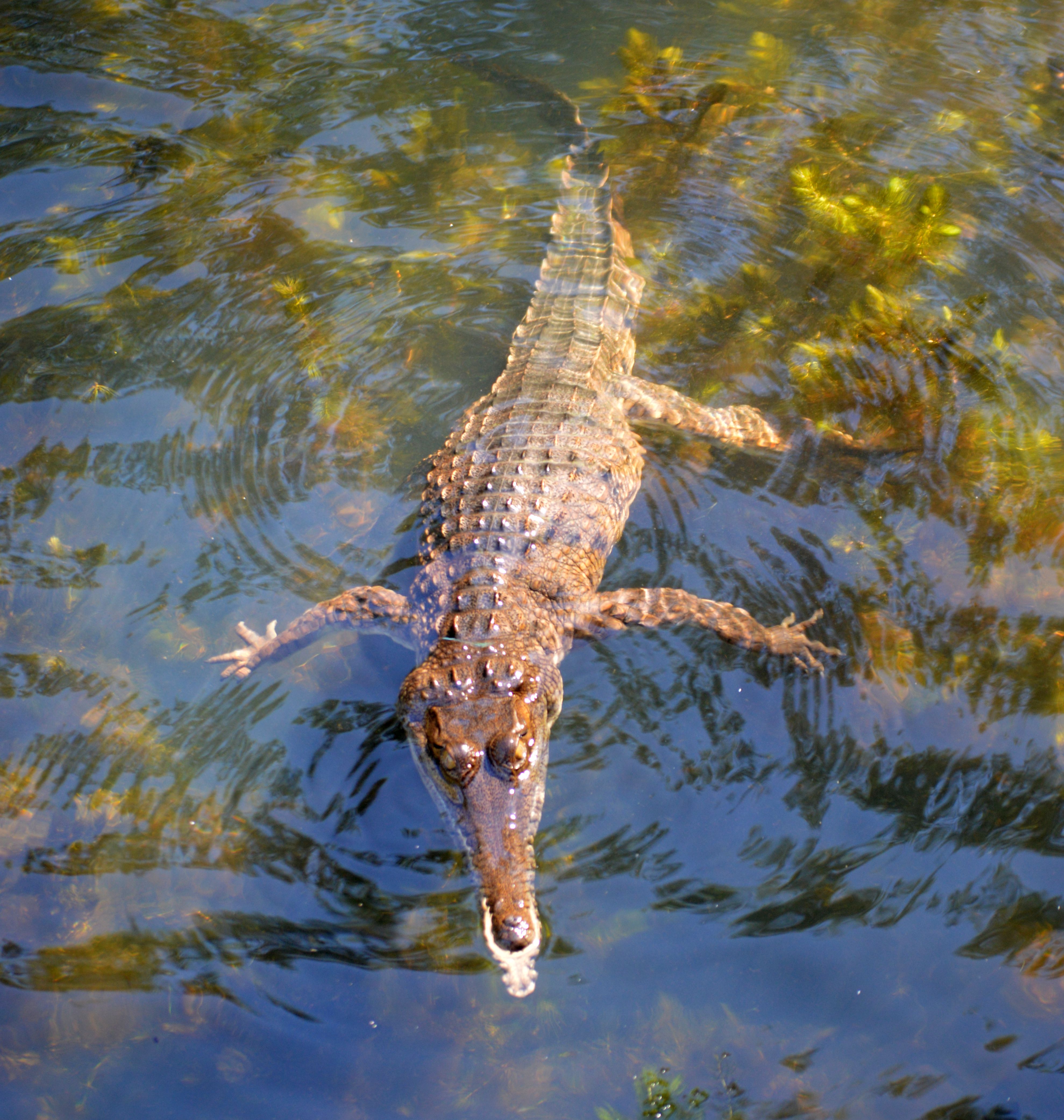 Unique Animals Of Northern Australia