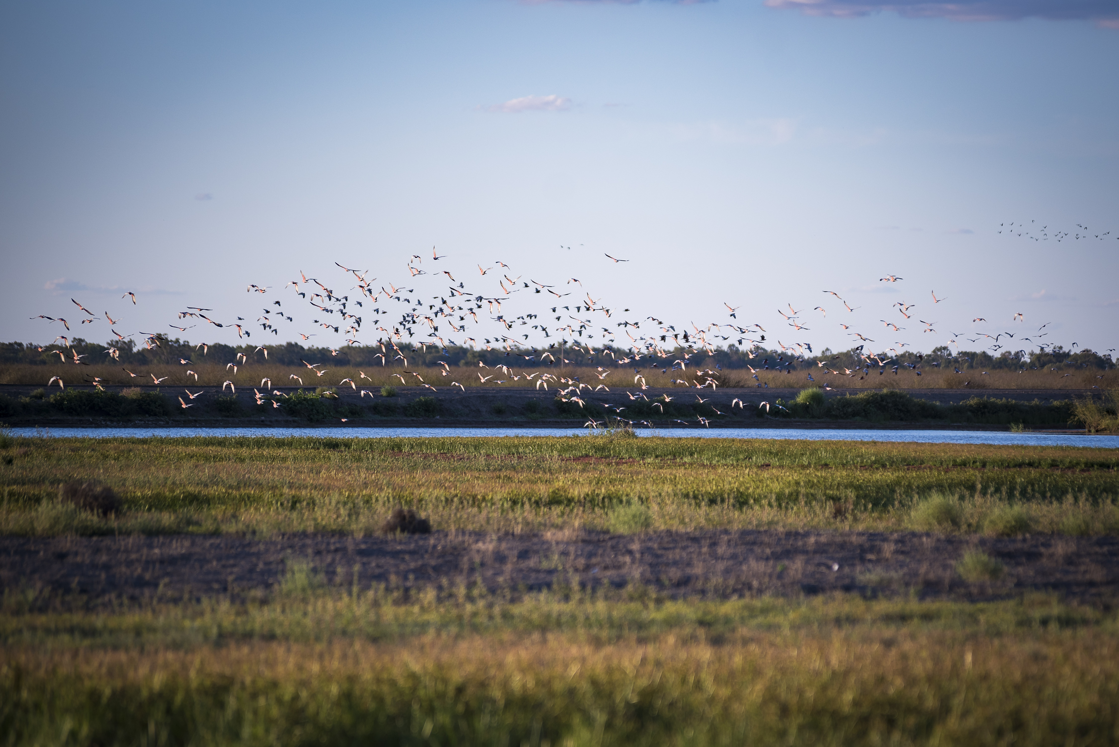 wetlands