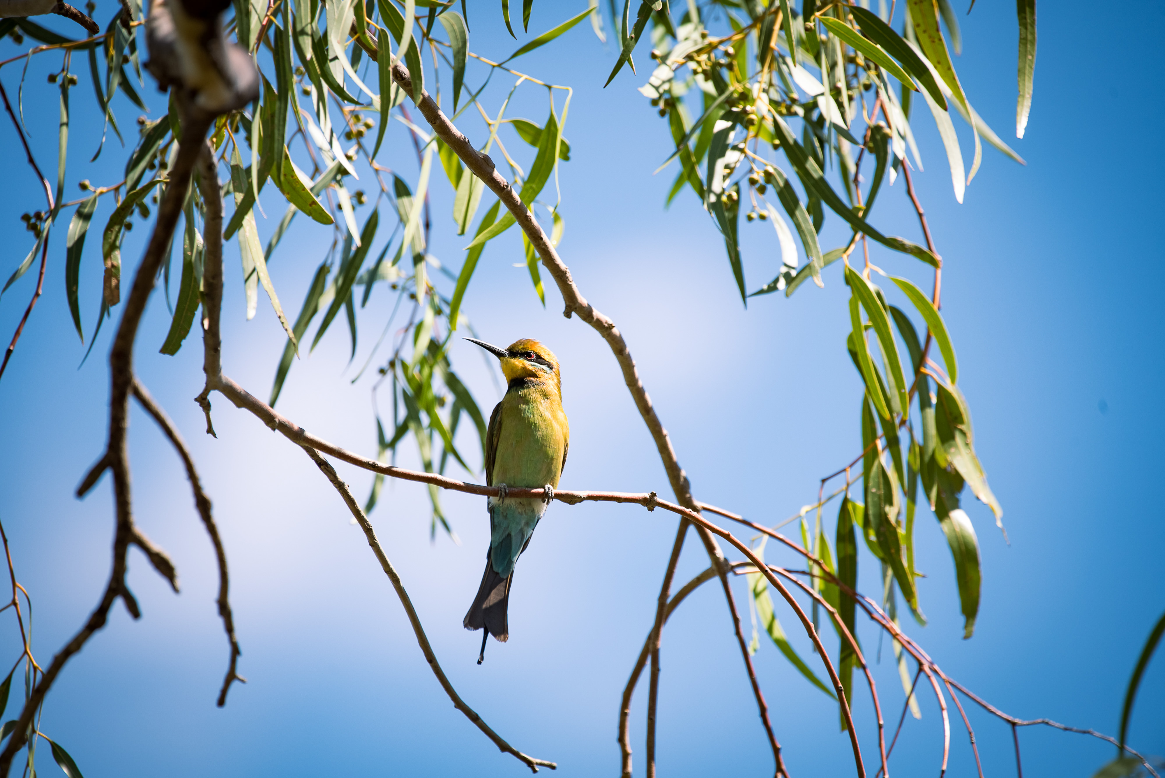 Rainbow Bee-eater at Gayini