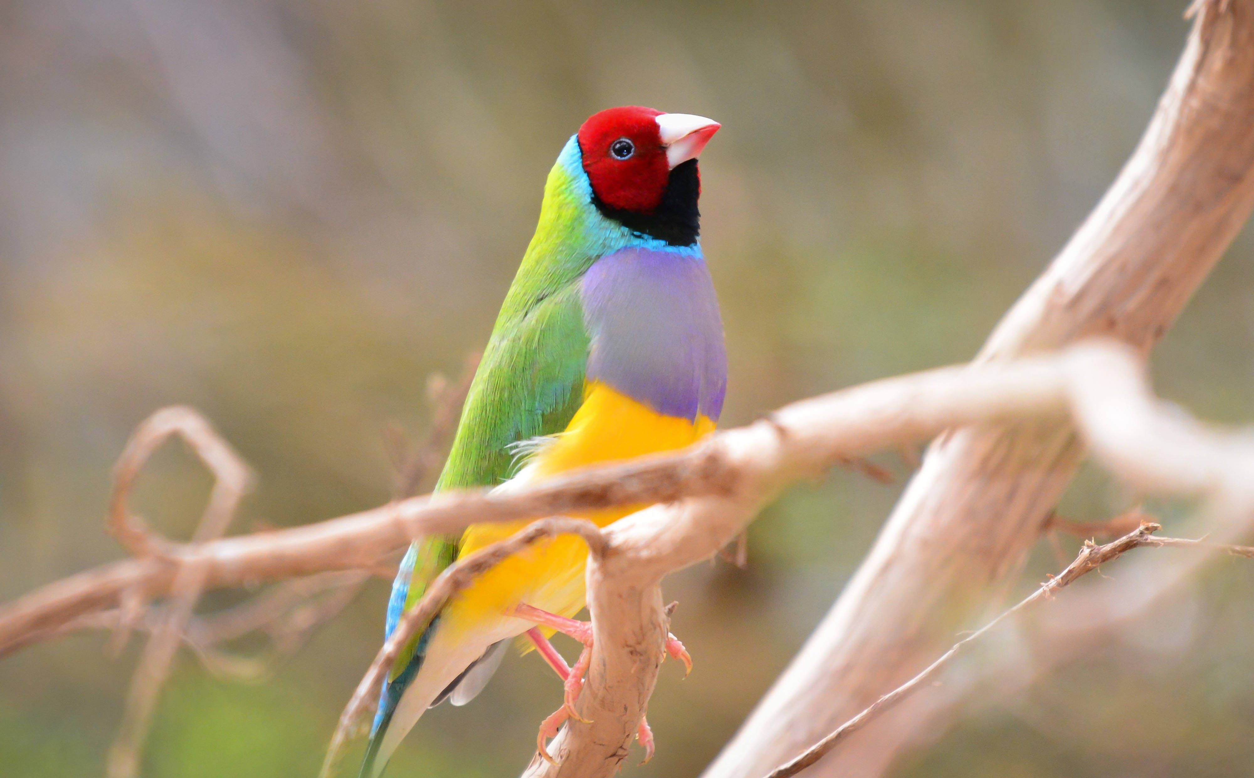 Australia's endangered animals