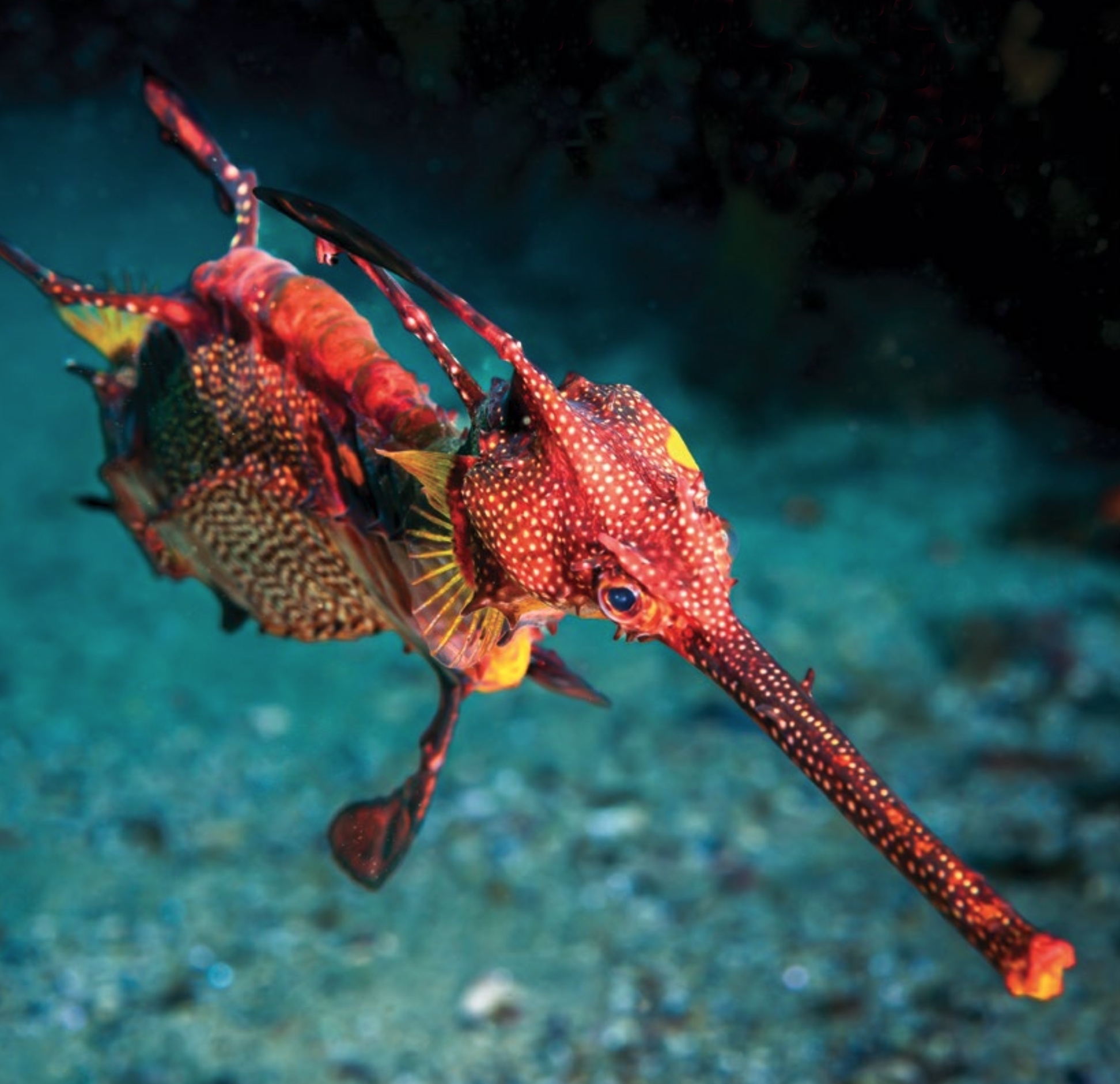 A bright red leafy sea dragon underwater.
