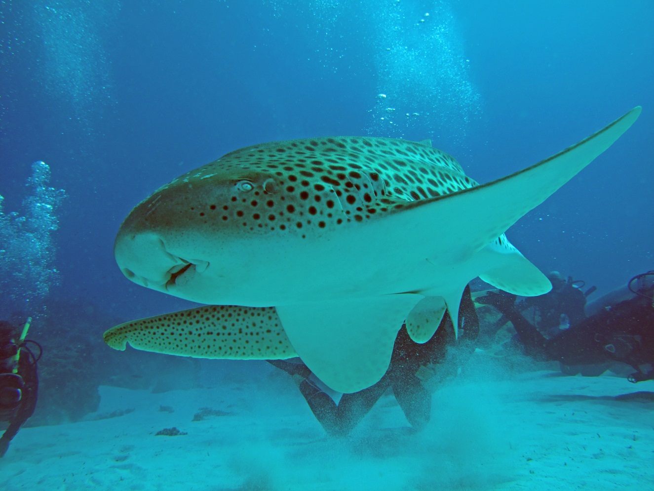 Sharks
