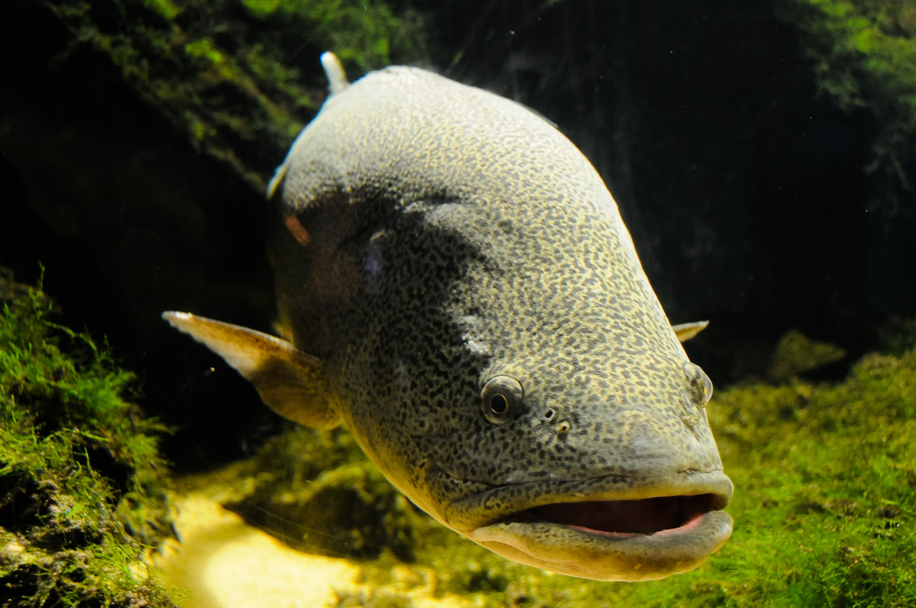 Endangered Animals and Other Threatened Species