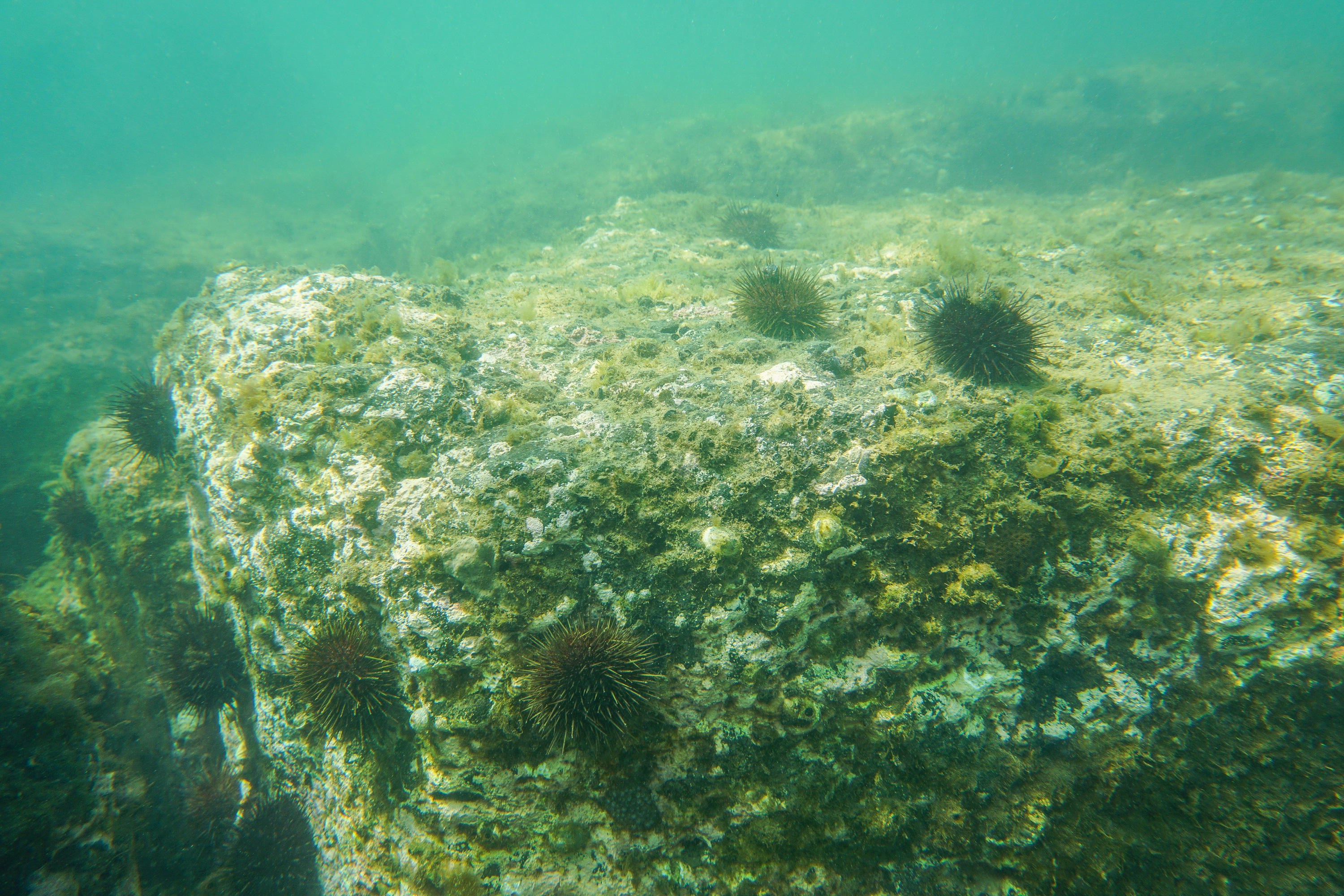 Jawbone urchin barren