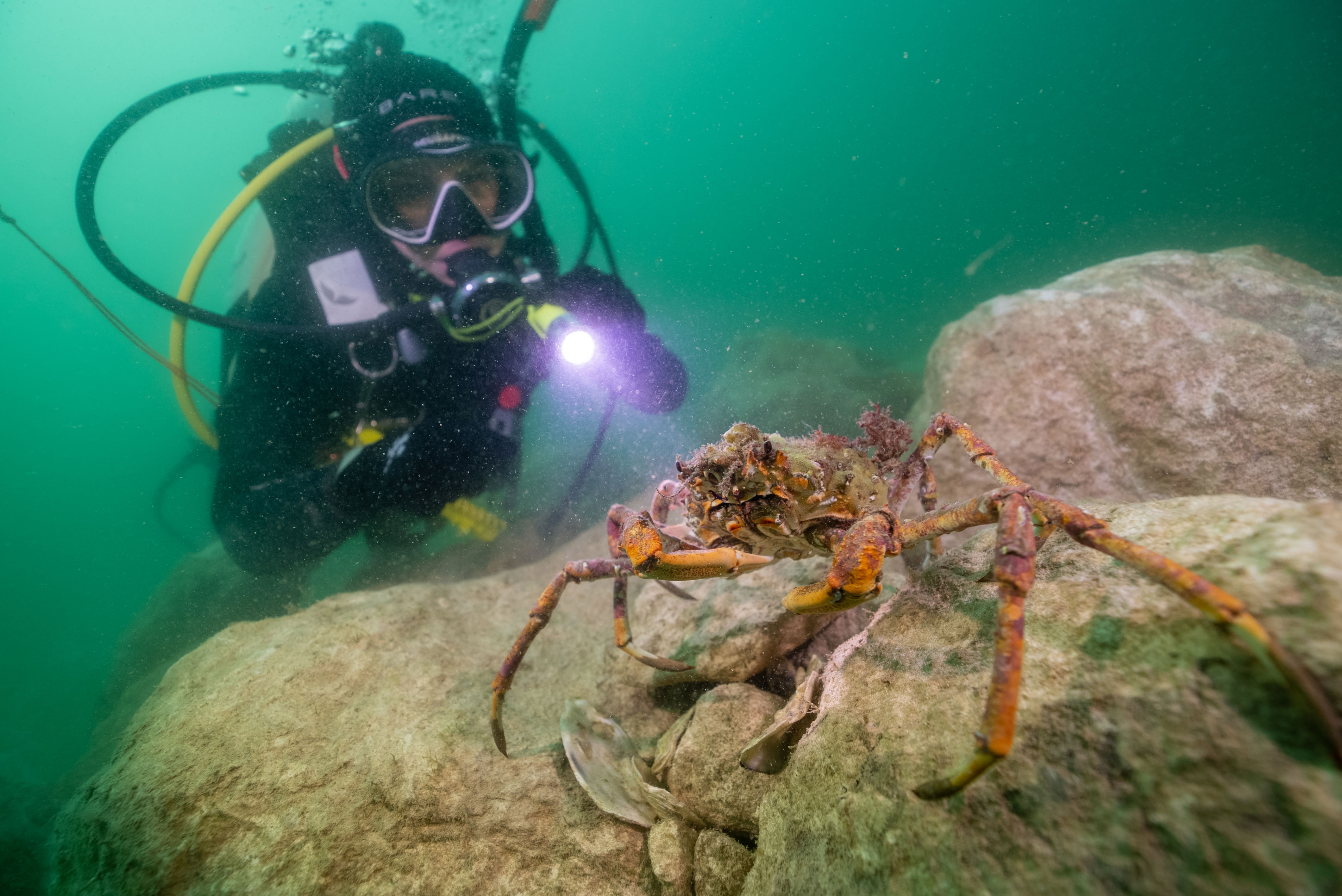 Dive around Kangaroo Island, South Australia