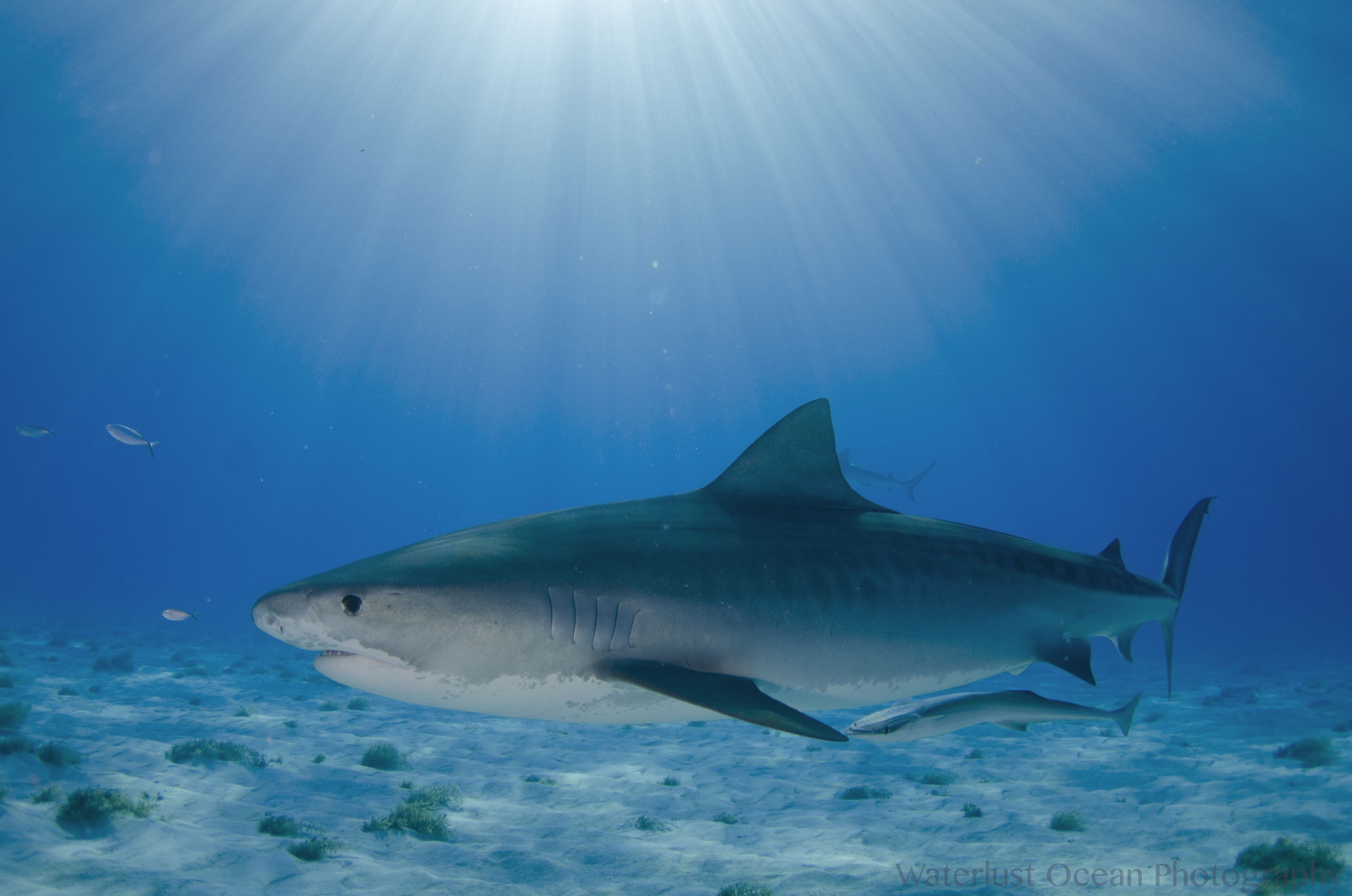 Sharks