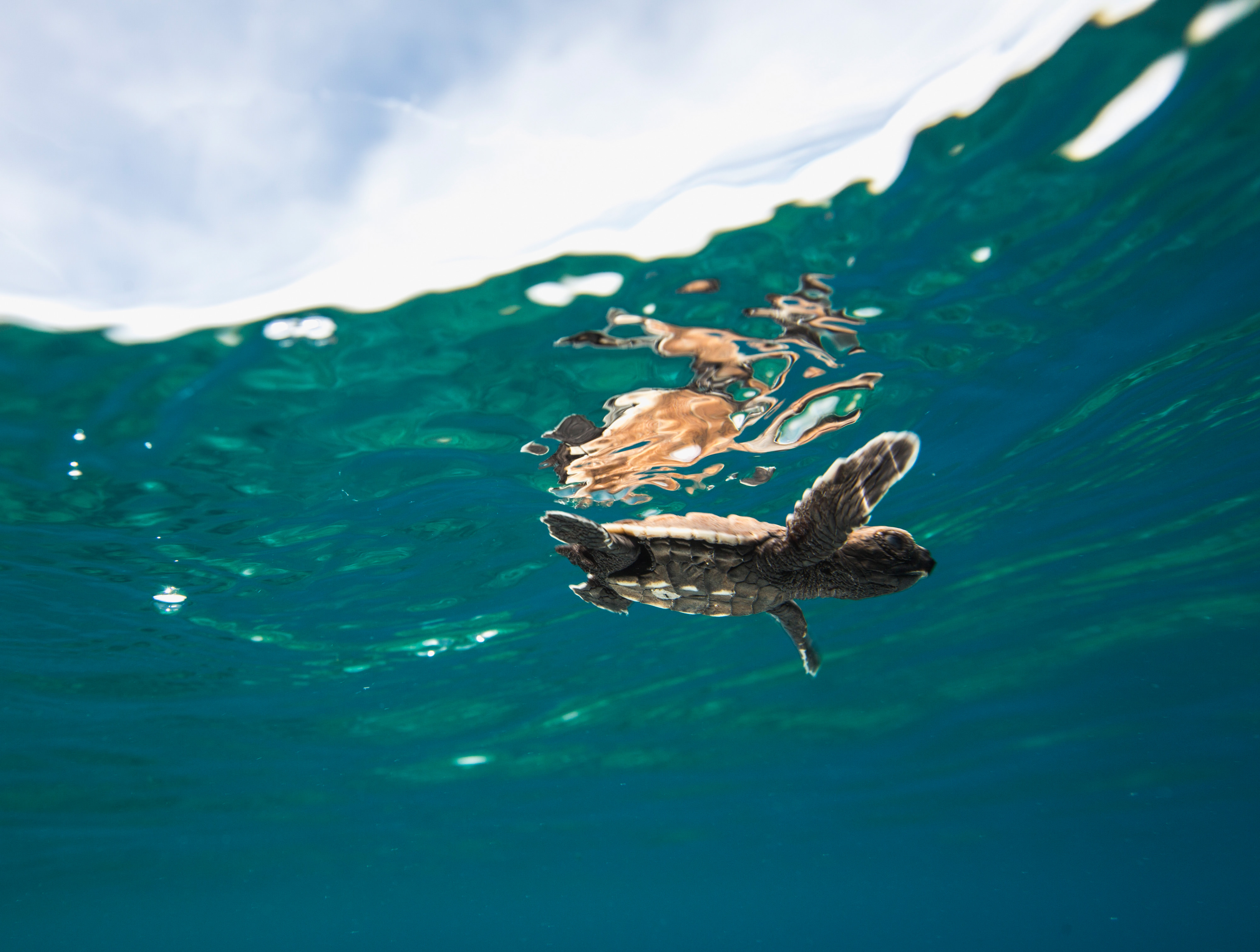 Close up of a baby sea turtle swimming just below the surface of the water.